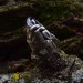 Nature-Inspired Silver Ring with Intricate Leaf Motif