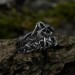 Gothic Silver Ring with Intricate Thorn Motif