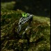 Guardian's Vine: Gothic Sterling Silver Ring with Olivine Gemstone