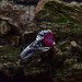 Gothic Ruby Heart Ring with Dragon Claws