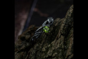 Intertwined Branch and Leaves Ring, Silver Engagement Ring with Peridot, Tree Vine Ring, Nature Inspired Jewelry, Elvish Branch Band