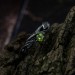 Nature-Inspired Peridot Silver Ring for Elegant Souls