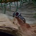 Braided Branch Ring - Celtic Wedding Ring with January Birthstone