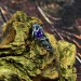 Gothic Amethyst Ring with Elegant Nature-Inspired Design
