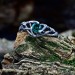 Emerald Enchantment: Sterling Silver Celtic Ring of Elegance