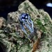 Eternal Sapphire: Gothic Infinity Ring of Elegance