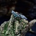 Whispers of the Forest: Sterling Silver Ring with Emerald Accents