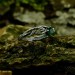 Gothic Emerald Ring with Enchanted Branch Design