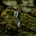 Scarlet Enchantment: Gothic Ruby Ring with Twisted Band