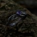 Enchanted Bloom: Gothic Sterling Silver Ring with Amethyst Accent