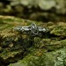 Elegant Gothic Ring with Celtic Knot Motif