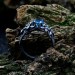 Majestic Dragon Ring with Blue Topaz Gemstone