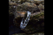 Silver Olive Vine Wedding Band, Unique Twig Ring for Boho Engagement, Nature Inspired Twisted Tree Bark Ring, Leaf and Branch Ring