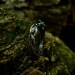 Gothic Emerald Ring with Enchanted Branch Design