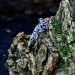 Delicate Silver Ring with Sapphire Petal Design