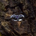 Twilight Vine: Gothic Sterling Silver Ring with Amethyst Gemstone