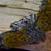 Gothic Garnet Ring with Twisting Vine Motif