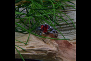 Branch Garnet Ring, Viking Woman Engagement Ring in Sterling Silver, Forest Wedding Ring, Celtic Ring Woman with Branch Weave