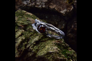 Tree Branch Silver Mens Wedding Band, Mens Celtic Sterling Ring Garnet, Unique Viking Mens Tree Bark Engagement Ring