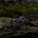 Twilight Majesty: Gothic Sterling Silver Ring with a Regal Sapphire
