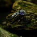 Gothic Amethyst Ring with Lunar Crescent Motif