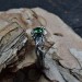 Elegant Silver Vine Ring with Emerald – A Gothic Romance