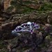 Crown of Shadows: Gothic Sterling Silver Ring with Skull and Amethysts