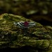Crimson Flame: Twisted Gothic Ruby Ring