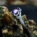Gothic Ring with Amethyst and Intricate Silver Design