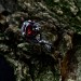 Heart of Shadows: Gothic Sterling Silver Ring with Garnet Gemstone