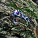 Guardian of Magic: Sterling Silver Ring with Amethyst Stone