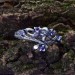 Majestic Gothic Crown Ring with Amethysts