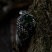 Emerald Guardian: Gothic Sterling Silver Ring with Dragon Claw Design