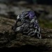 Gothic Dragon Ring with Radiant Amethyst Gemstone