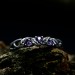 Gothic Silver Ring with Amethyst and Nature Motif