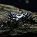 Celestial Amethyst Silver Ring with Garnet Accents