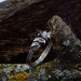 Gothic Silver Ring with a Sparkling Emerald