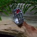 Gothic Chain Ring with Fiery Garnet Gemstone