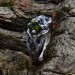 Serpent's Embrace: Gothic Ring with Emerald Glow