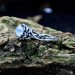 Elegant Gothic Floral Ring with Moonstone