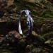 Delicate Gothic Ring with Branch Motif