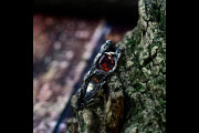 Tree Branch Celtic Mens Ring, Enchanted Forest Viking Wedding Ring, Woodland Elven Witchy Ring, Garnet Silver Fantasy Jewlery