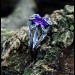 Gothic Amethyst Ring with Intricate Silver Craftsmanship