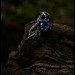 Enchanted Bloom: Gothic Sterling Silver Ring with Amethyst Accent