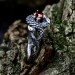 Gothic Dragon Ring with Garnet Gemstone