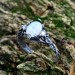 Elegant Gothic Ring with Moonstone Gemstone