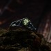 Forest's Embrace: Gothic Sterling Silver Ring with an Enchanted Olivine