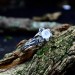 Elegant Silver Ring with Moonstone - Capturing Lunar Grace