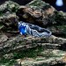 Gothic Aquamarine Ring with Enchanted Leaf Motif