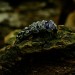 Gothic Forest Amethyst Ring in Dark Silver